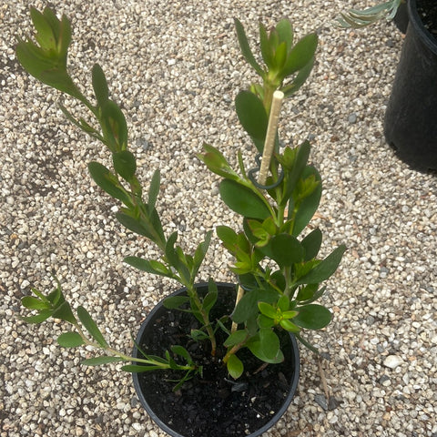 Isopogon Pink Drumsticks 140mm