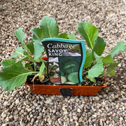 Cabbage ‘Savoy King’ - Purtill