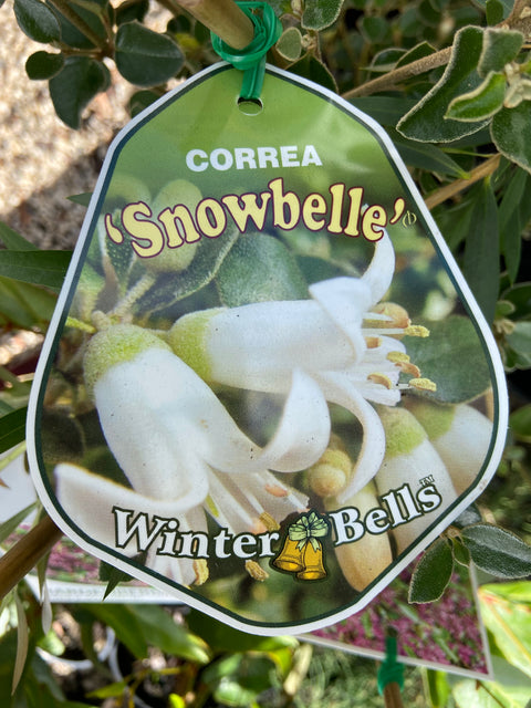 Correa Snowbelle 180mm