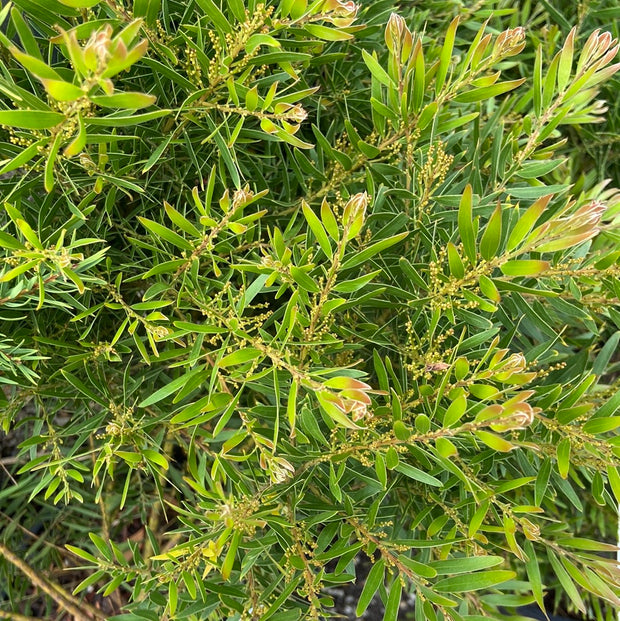 Acacia Fimbriata 200 mm