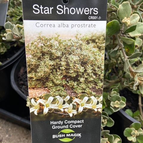 Correa star showers 200mm