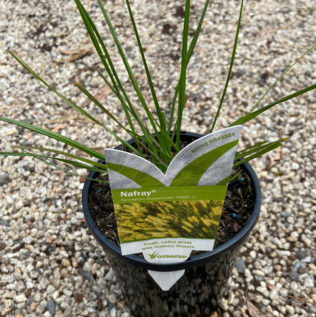 Pennisetum Nafrey 140mm