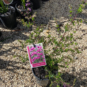 Prostanthera Crocodile Mint 200mm