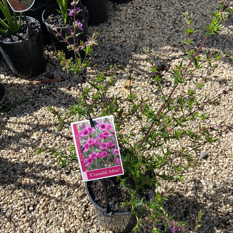 Prostanthera Crocodile Mint 200mm