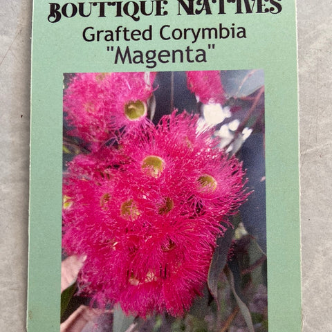 Corymbia Magenta GRAFTED 140mm