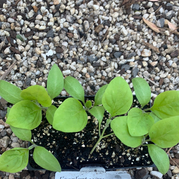 Eggplant ‘Bonica’ - Purtill