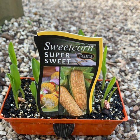 Sweet corn ‘Super Sweet’ - Purtill