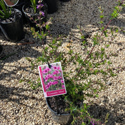 Prostanthera Crocodile Mint 140mm