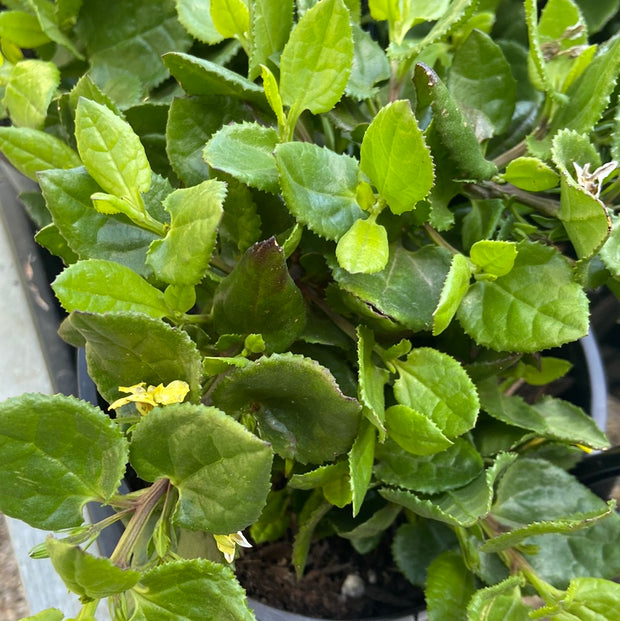 Goodenia Ovata prostrate 140mm