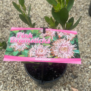 Isopogon Pink Drumsticks 140mm