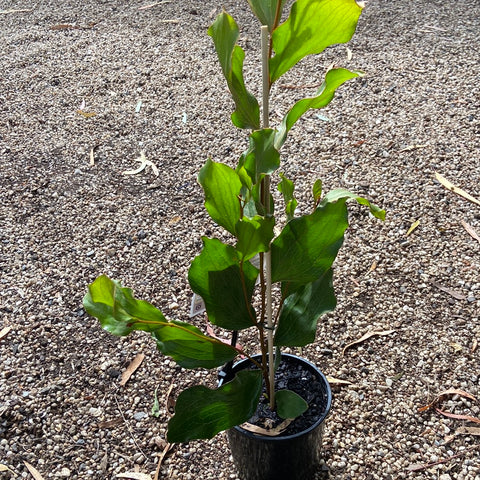 Hakea elliptica 140mm