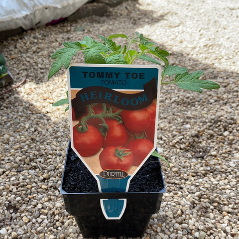 Tomato ‘Tommy Toe Heirloom’ - Purtill maxi