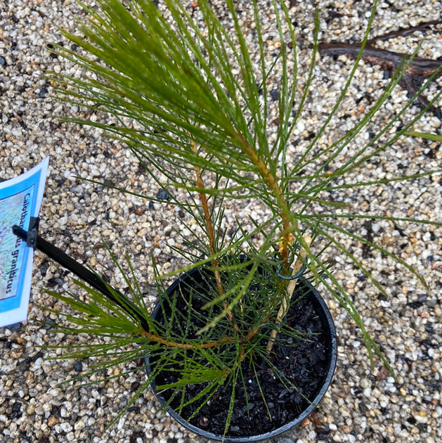 Calothamnus graniticus 140mm – Great Ocean Road Nursery ABN 61907322965