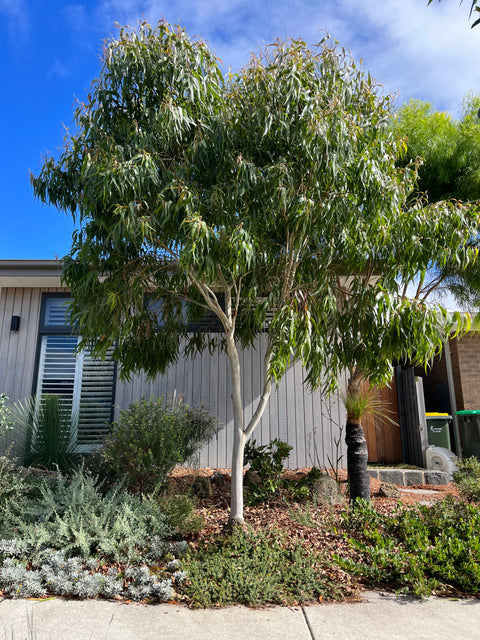 Corymbia citriodora 'Baby Citro' 400mm (Dwarf lemon scented gum)