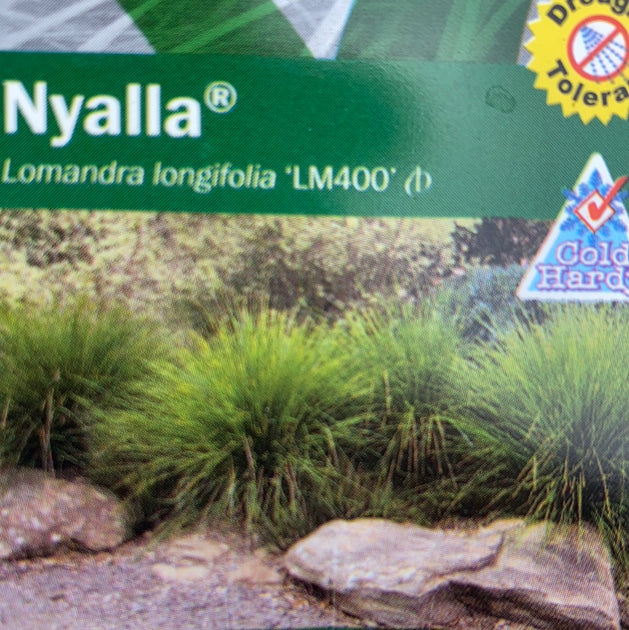 Lomandra 'Nyalla' 200mm – Great Ocean Road Nursery ABN 61907322965