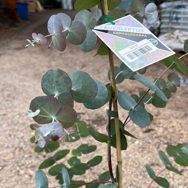 Eucalyptus Cephalocarpa 250mm