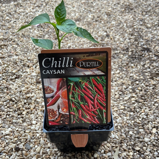 Chilli ‘Caysan’ - Purtill maxi