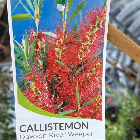 Callistemon 'Dawson River Weeper' 300mm