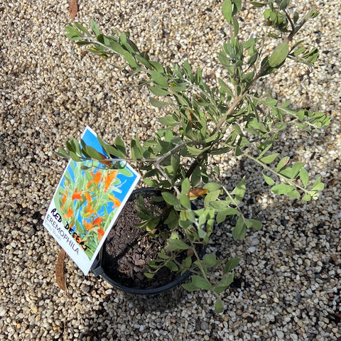 Eremophila Red Desert 140mm