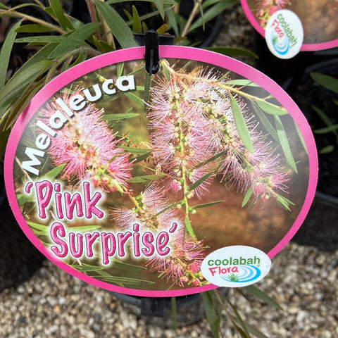 Melaleuca Pink Surprise 140mm