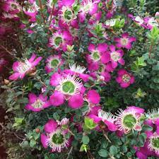 Leptospermum Purple Haze 140mm