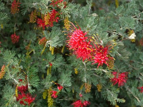 Grevillea 'Sea Spray' 200mm