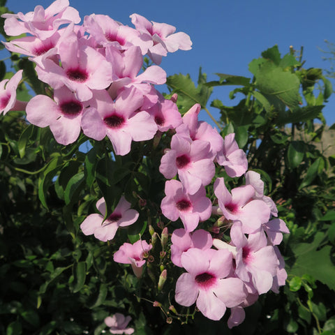 Pandorea Jasminoides Deep Pink 200mm