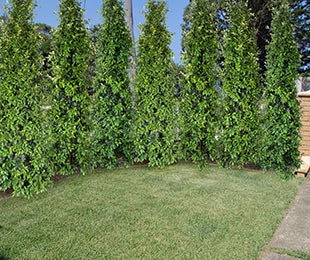 Syzygium Straight and Narrow 250mm