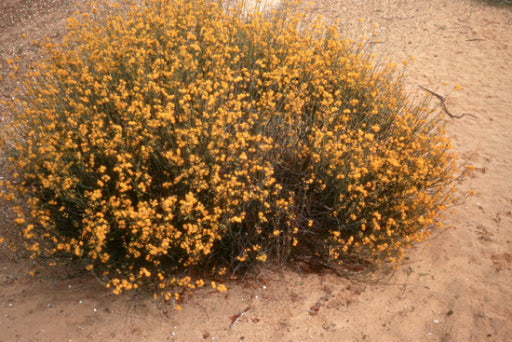 Acacia Restiacea 140mm